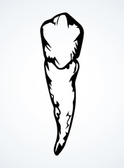 The layout of tooth. Vector drawing