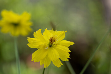 beauty fresh yellow and gold cosmos flower blooming in botany garden with copy space.