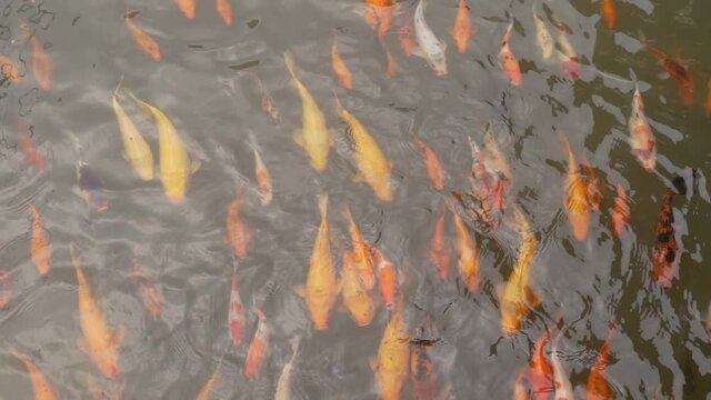 beautiful koi fish swimming in the pond