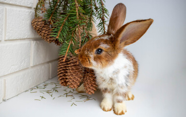 A cute brown rabbit sits near a vase with a bouquet of fir branches with cones. The concept of Christmas, New year, Easter, domestic animal husbandry