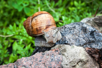 Burgundy snail (Helix pomatia) or escargot in natural environment