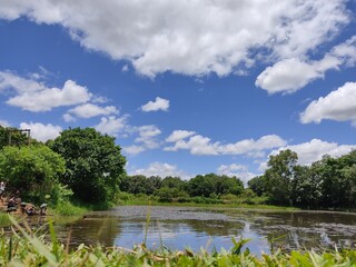 ground level shot of pond with blue sky and cloud at the background