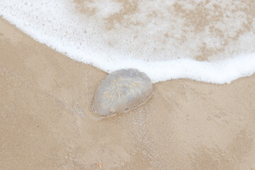 Jellyfish with white foam blue ocean waves on tropical summer sand beach