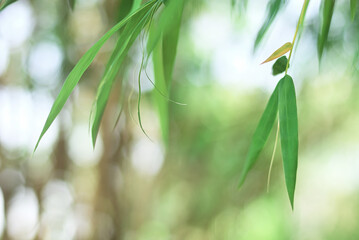Fototapeta na wymiar Bamboo leaves in fresh clear morning air. A serene in green nature atmosphere of beautiful bamboo forest. Blurred image in cool tone for background and wallpaper of spring and summer.