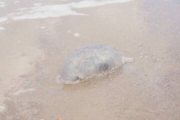 Jellyfish with white foam blue ocean waves on tropical summer sand beach