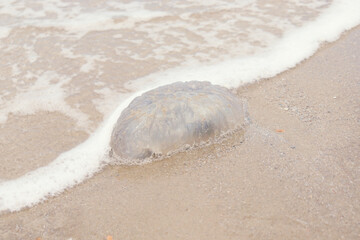 Jellyfish with white foam blue ocean waves on tropical summer sand beach