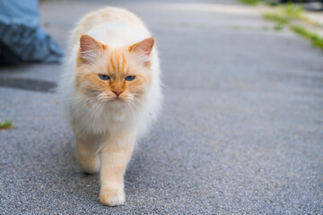 White fur cat - Katze