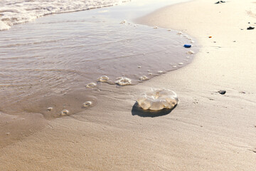 Jellyfish with ocean waves on tropical summer sand beach