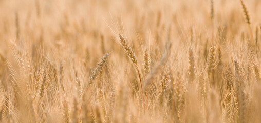 Golden ears of wheat on the background of a ripening field. Agricultural plant close-up. The concept of planting and harvesting a rich harvest. Rural landscape at sunset.