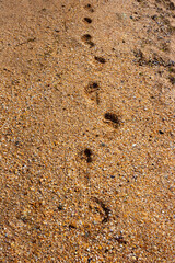 Vertical photo. A minimalistic beach scene with footprints in the sand made of small shells