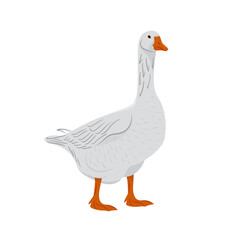 Adorable white goose isolated on white background. Farm domestic birds. Vector illustration of a farm animals in a flat style.