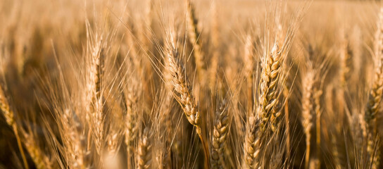 Obraz premium Golden ears of wheat on the background of a ripening field. Agricultural plant close-up. The concept of planting and harvesting a rich harvest. Rural landscape at sunset.
