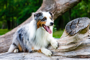 Australian shepherd