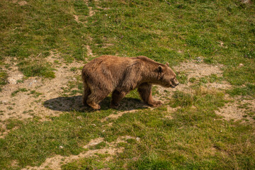 Naklejka premium Bärenland Arosa