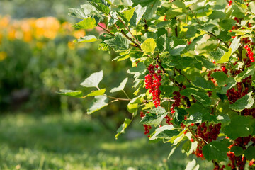 Useful ripe red currant berries ripen on a bush in a summer garden. Organic bunch of vitamins with fresh green leaves.