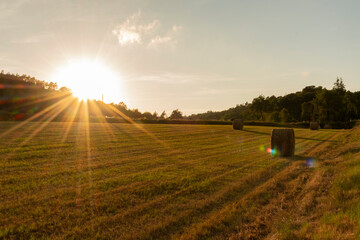 Balas de paja en campo cosechado