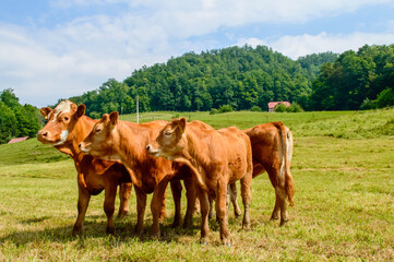 Cows on a summer pasture. Farm in Olimje, Slovenia.