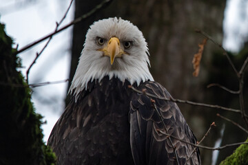 american bald eagle