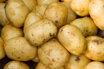 The concept of growing food. Fresh organic new potatoes in a farmer's field. A rich harvest of tubers on the ground.