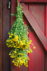 Bunch of St John`s wort herbs drying on an old window. Fresh herbs prepared for drying. Traditional medicine and herbal medicine, selective focus