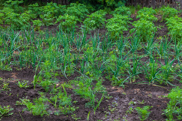 Vegetable backyard garden. Young onion, lettuce, onions, carrot and parsley in vegetable permaculture cultivation. Eco-friendly backyard garden.