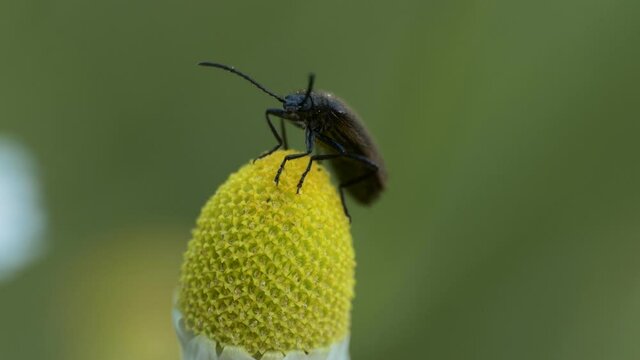 Macro, insects. The barbel beetle (Cerambycidae) sits on a daisy and looks around. Siberia.