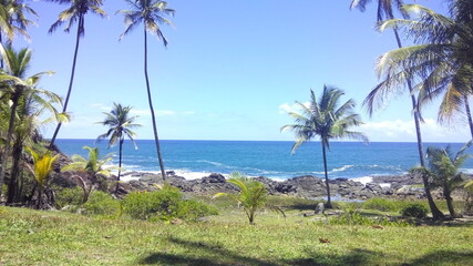 Fototapeta premium trees on the beach