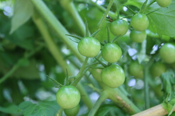 Green unripe cherry tomatoes growing on a plant in a garden on a sunny day