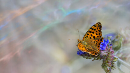 Queen of Spain fritillary butterfly (Issoria lathonia) ready to fly on small blue flowers of common bugloss (Anchusa officinalis) on colorful abstract blurred background.