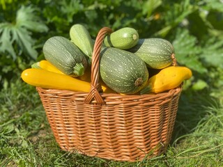 Colorful zucchini in a large wicker basket standing on the grass against the background of zucchini leaves. Portrait