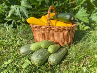 Colorful green zucchini of different sizes are lying on the green grass next to a large wicker basket, in which yellow zucchini are lying against a background of green foliage. 