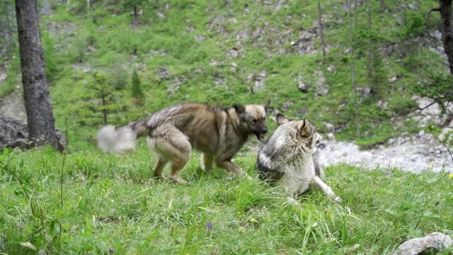 Dogs play fighting in a yard.