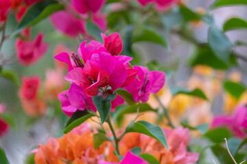 fresh pink and colorful bougainvillaea blooming in botany garden. beautiful floral various color.
