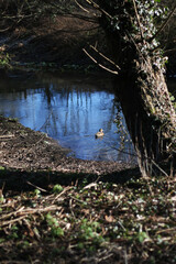 autumn in the forest