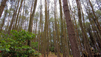 Pinus forest in the morning