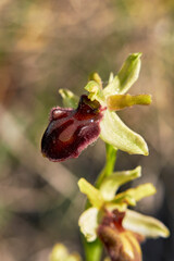 Naklejka na ściany i meble Ophrys sphegodes brown inflorescence