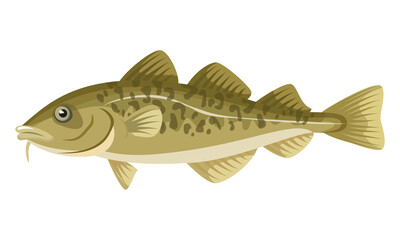 Cod Fish on white background, seafood.