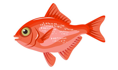 Alfonsino Fish (Beryx fish) on white background, seafood.