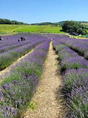 Lavender lield U.K.