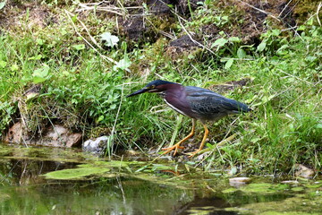 Green Heron fishing along the edge of water