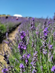 lavender field region