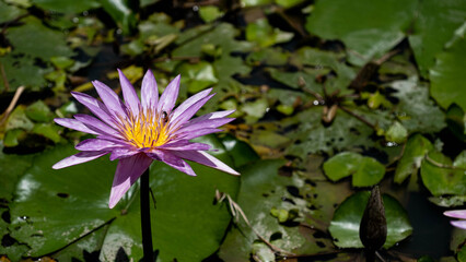 Honey bees pollinate the pink lotus.