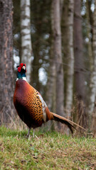 pheasant in the forest