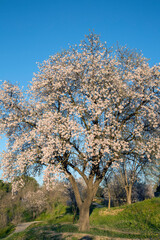 Naklejka premium Almond Tree in Blossom, Dehesa de la Villa Park, Madrid