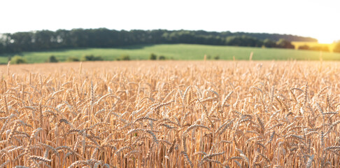 Ripe wheat in the agricultural field. Golden ears of wheat on a hot sunny day