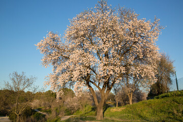 Almond Tree in Blossom, Dehesa de la Villa Park, Madrid