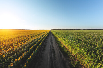 Blooming sunflowers and a cornfield are separated by a dirt road. Large agricultural fields of sunflowers and corn at sunset