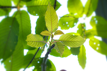 Obraz premium Mitragyna Speciosa Korth (Kratom) Plant Medicine