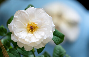 beauty soft white rose yellow pollen abstract shape with green leaves in botany garden. symbol of love in valentine day. soft fragrant aroma flora.