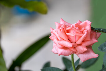 beauty soft pink rose multi petals abstract shape with green leaves in botany garden. symbol of love in valentine day. soft fragrant aroma flora.